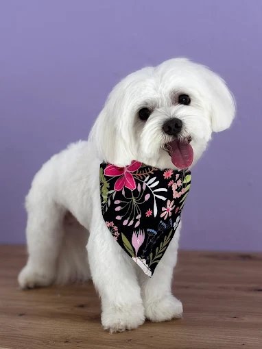 Mascota atendida en peluquería canina y felina