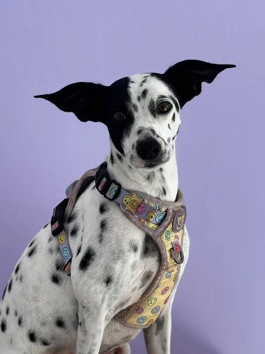 Mascota atendida en peluquería canina y felina