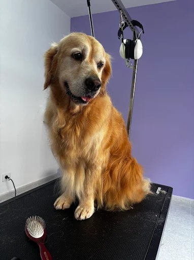 Mascota atendida en peluquería canina y felina