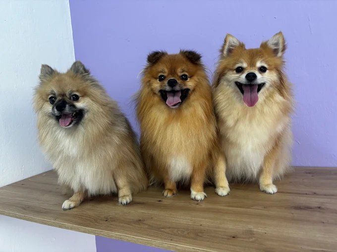 Mascota atendida en peluquería canina y felina