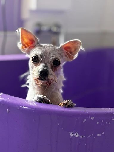 Mascota atendida en peluquería canina y felina