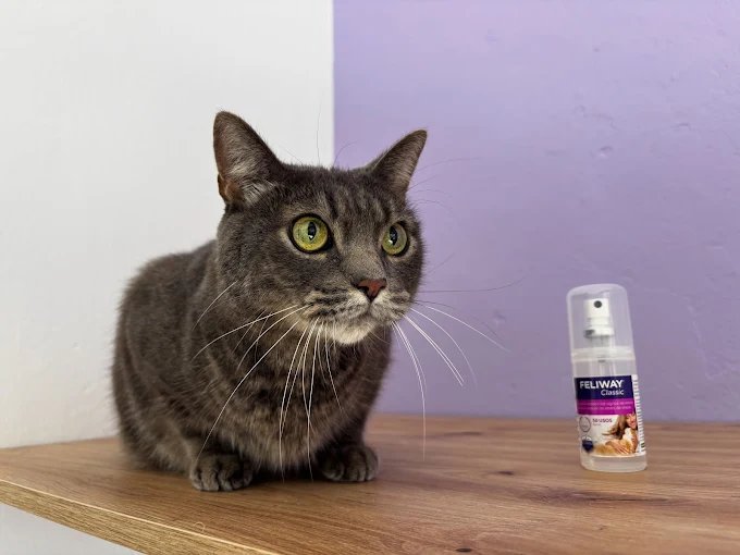 Mascota atendida en peluquería canina y felina