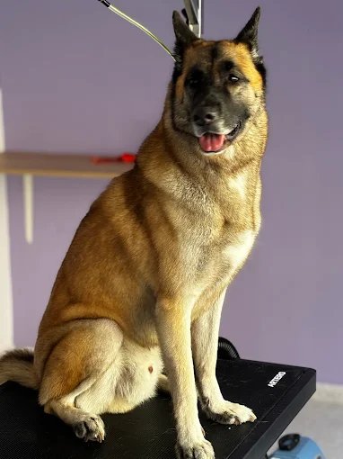Mascota atendida en peluquería canina y felina