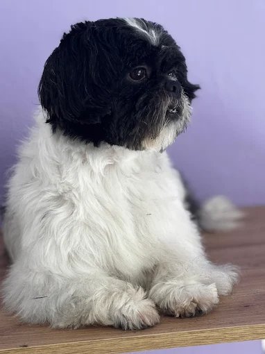 Mascota atendida en peluquería canina y felina