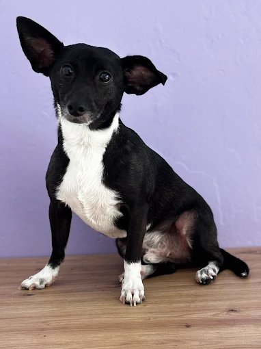 Mascota atendida en peluquería canina y felina