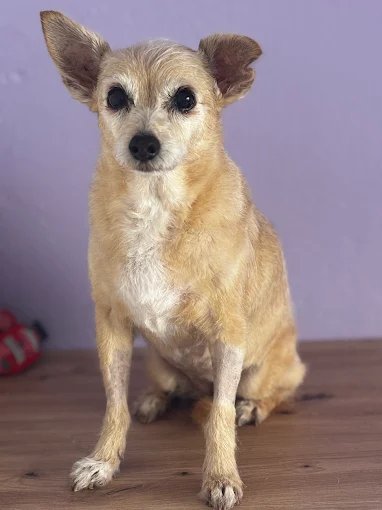 Mascota atendida en peluquería canina y felina