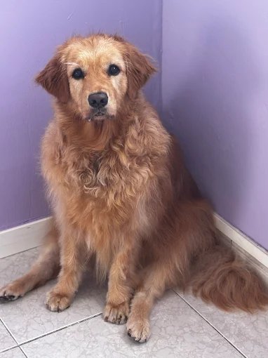 Mascota atendida en peluquería canina y felina