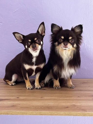 Mascota atendida en peluquería canina y felina