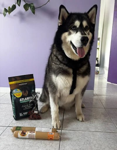 Mascota atendida en peluquería canina y felina