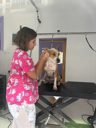 Mascota atendida en peluquería canina y felina